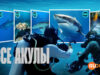 player-All-the-Sharks-S1