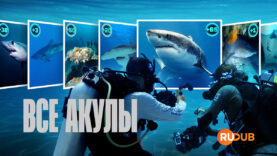 player-All-the-Sharks-S1